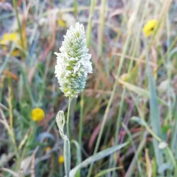 Phalaris minor Flor