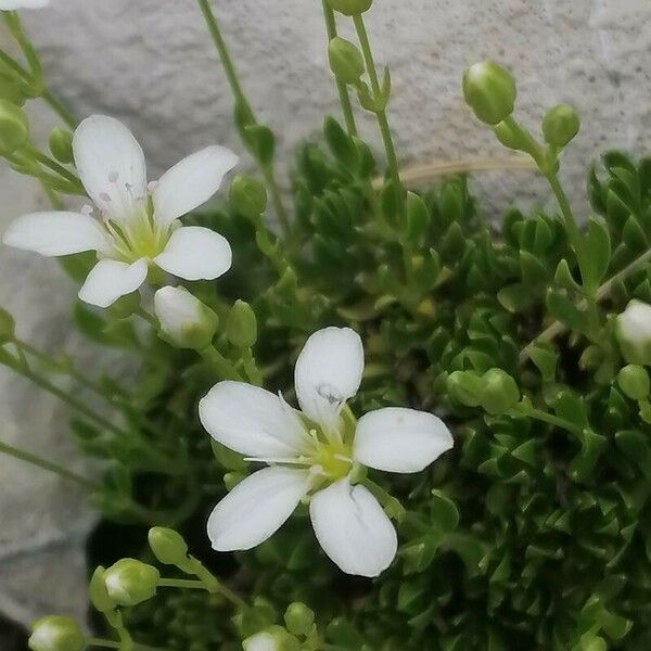 Arenaria grandiflora Flor