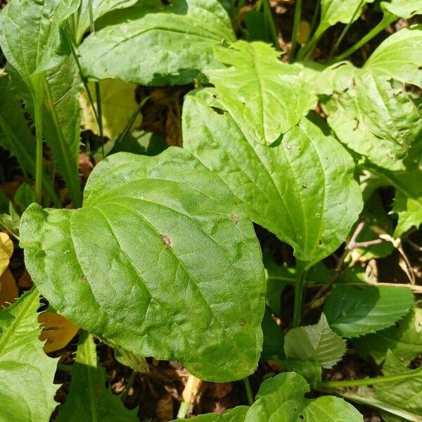 Plantago major Folha