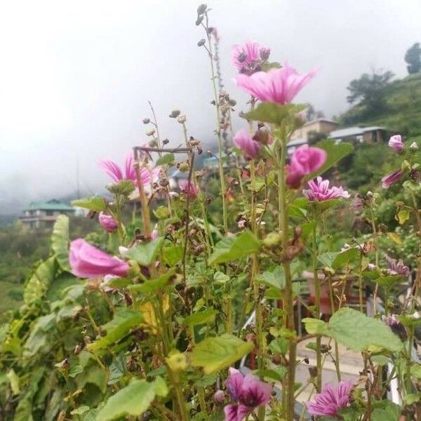 Lavatera trimestris Flor