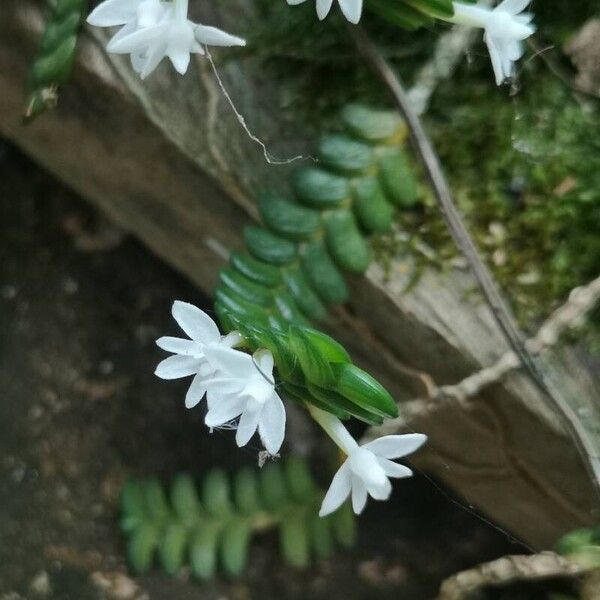 Angraecum distichum Žiedas