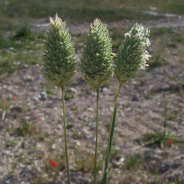 Phalaris canariensis Kvet