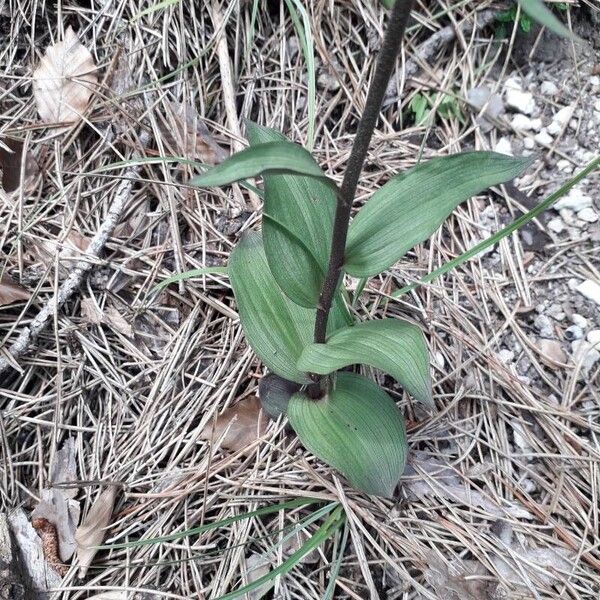 Epipactis atrorubens Leaf