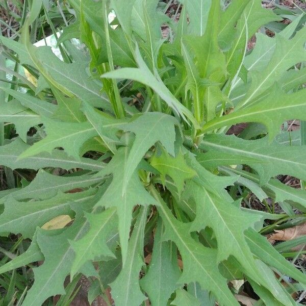 Lactuca canadensis Ліст