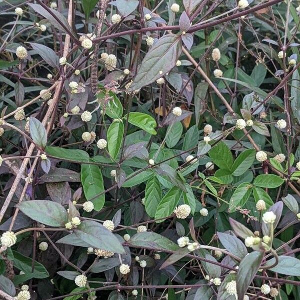 Alternanthera brasiliana Habit