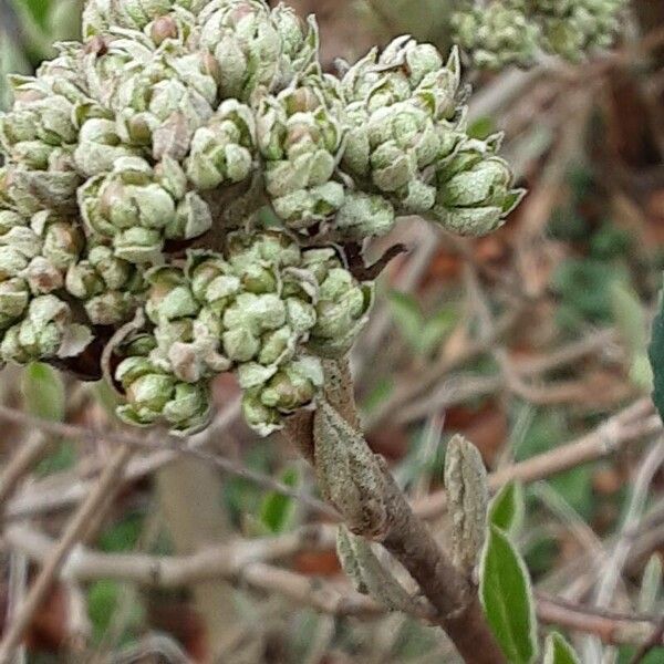 Viburnum lantana Цветок