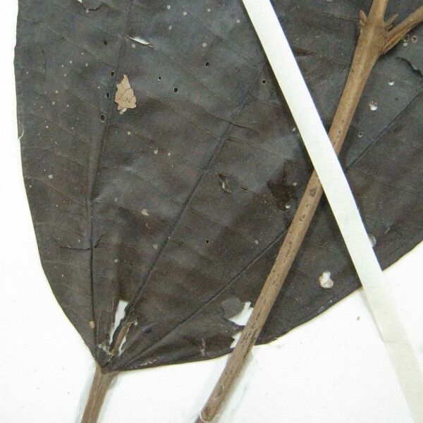 Miconia pubipetala