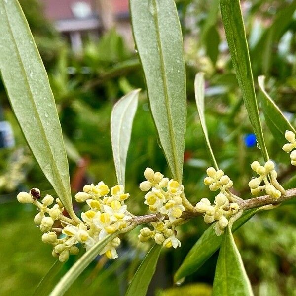 Olea europaea Kwiat