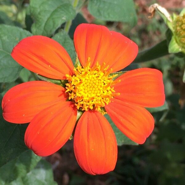 Tithonia rotundifolia 花