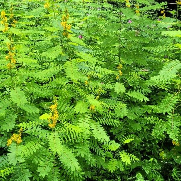 Senna marilandica Habit