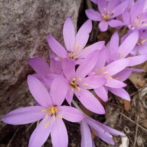 Colchicum cupanii Õis