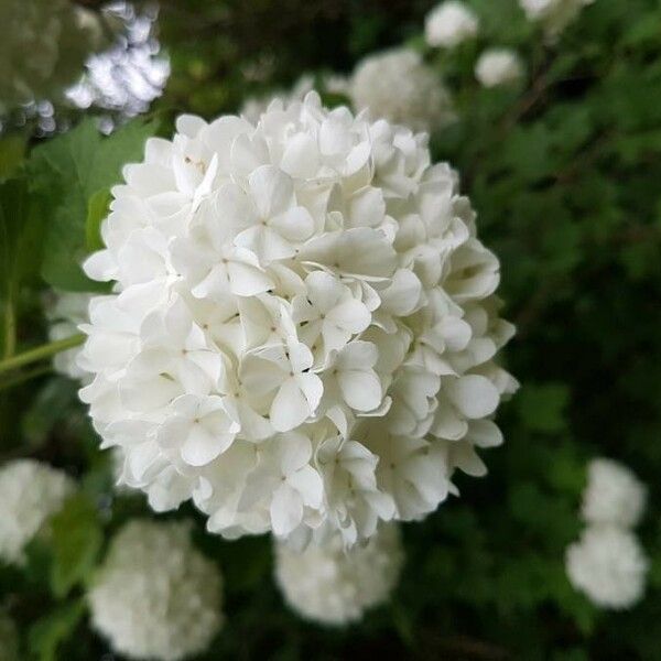 Viburnum opulus Çiçek