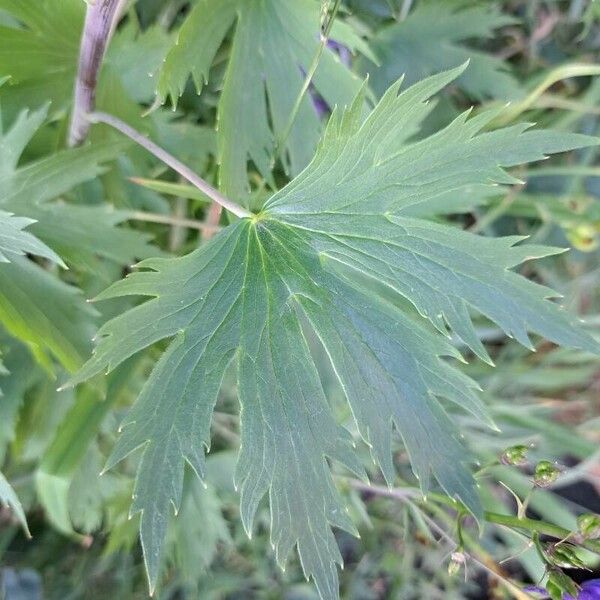 Delphinium elatum পাতা