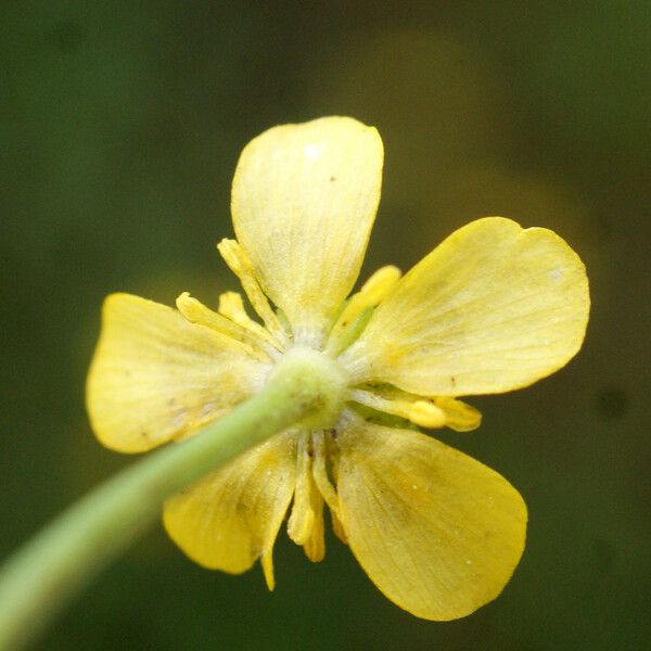 Ranunculus ophioglossifolius Fleur