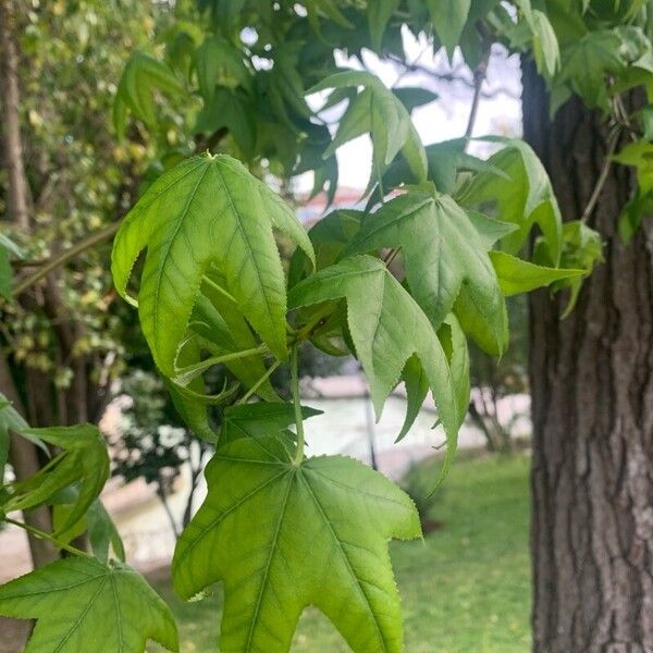 Liquidambar formosana Leaf