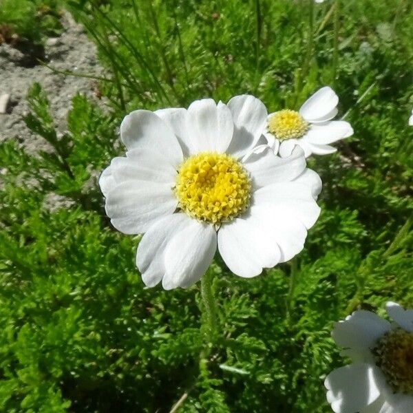 Achillea atrata Flower