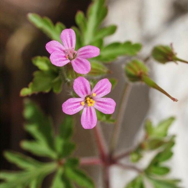 Geranium purpureum Цвят