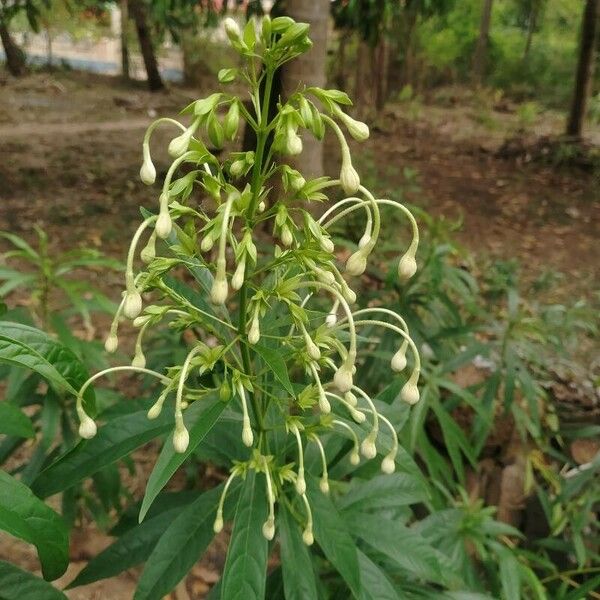 Clerodendrum indicum Flors