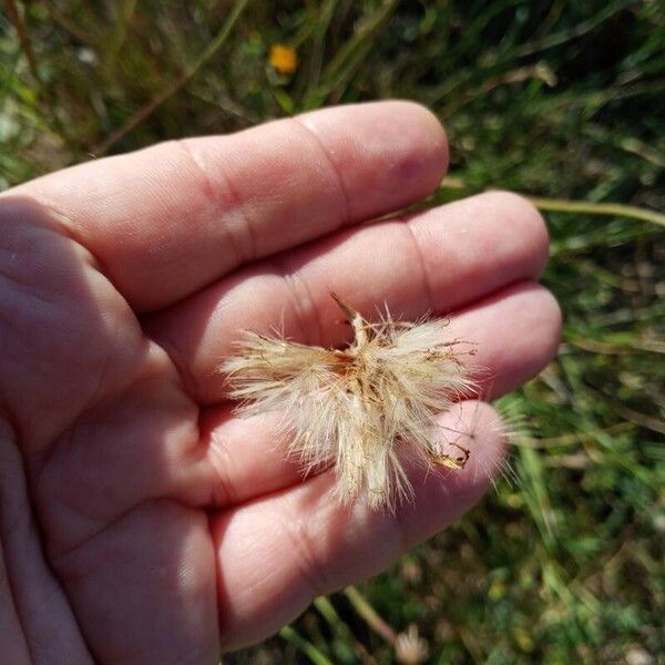 Scorzonera laciniata Blomst