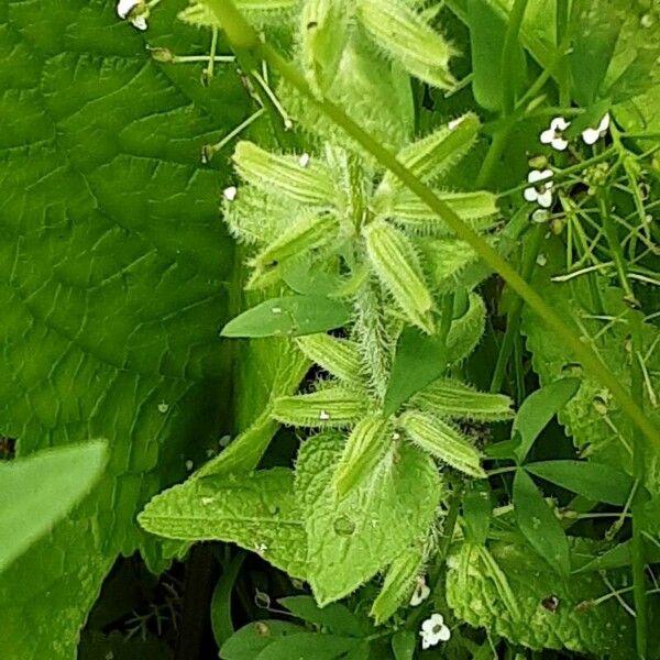 Salvia viridis Folha