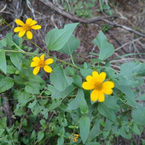 Viguiera dentata Bloem