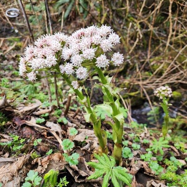 Petasites frigidus Flower