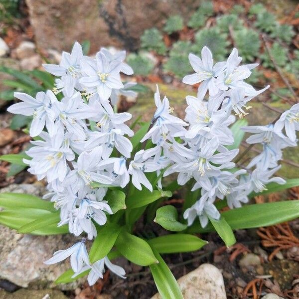 Scilla mischtschenkoana Kwiat