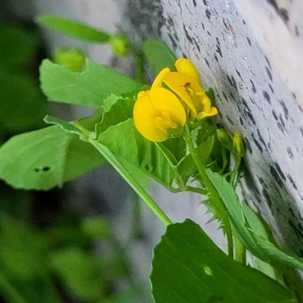 Medicago arabica Кветка