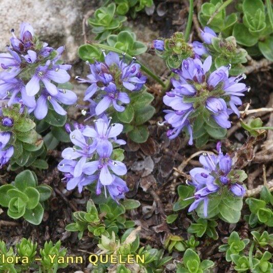 Veronica nummularia ശീലം