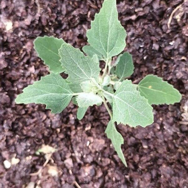 Chenopodium album Blad