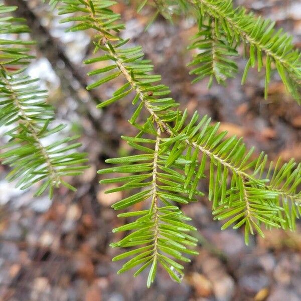 Tsuga canadensis Blad