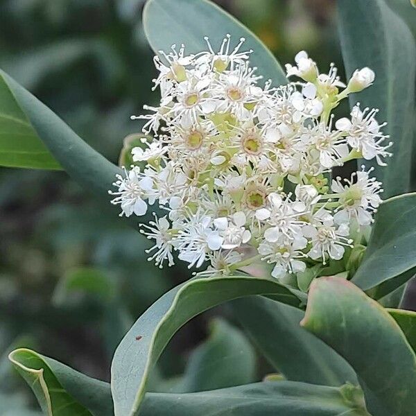 Sibiraea laevigata Flower