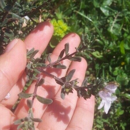 Teucrium brevifolium Leaf