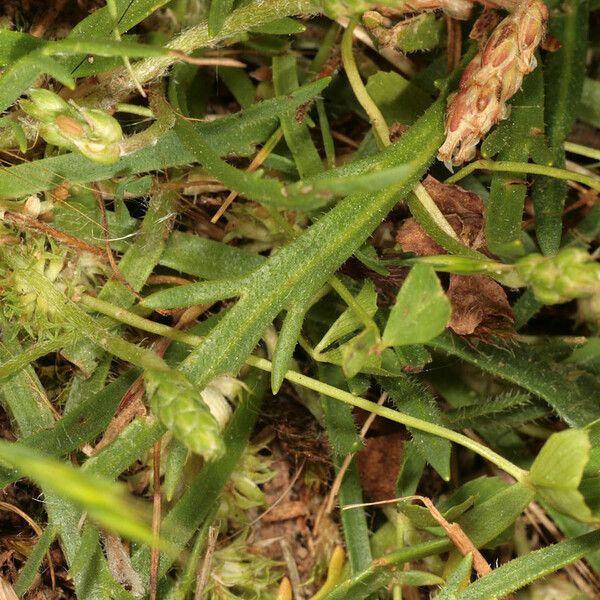 Trifolium suffocatum Habit