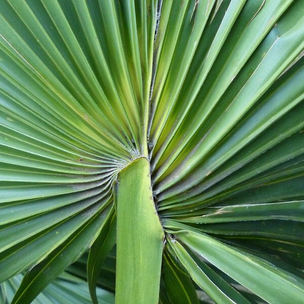 Sabal minor Leaf