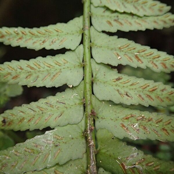 Asplenium barteri Blatt