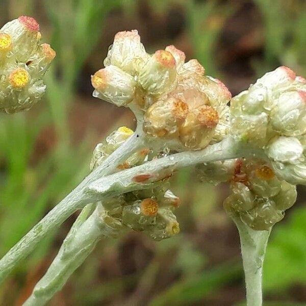 Pseudognaphalium luteoalbum Květ