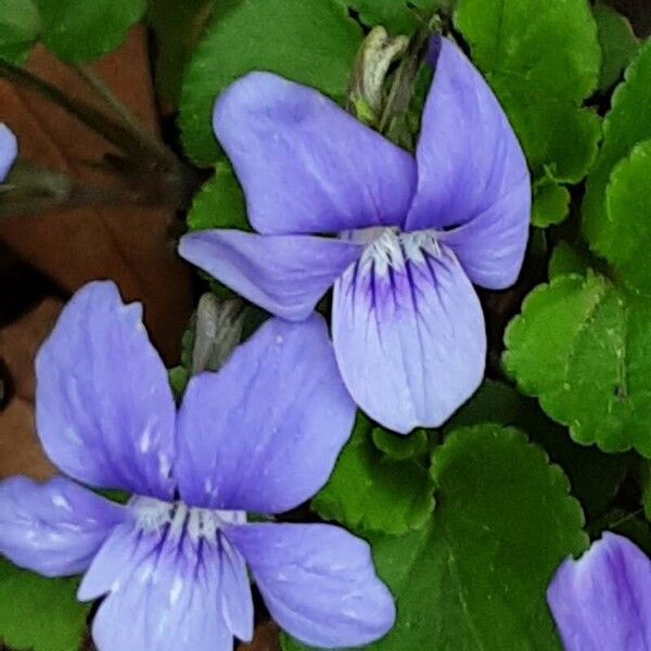 Viola reichenbachiana Flower