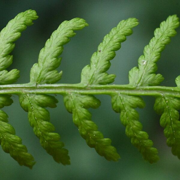 Athyrium filix-femina Hostoa