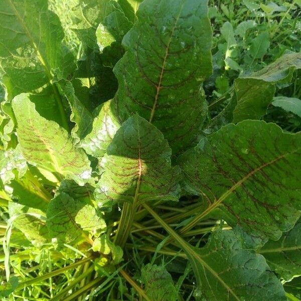 Rumex obtusifolius Foglia