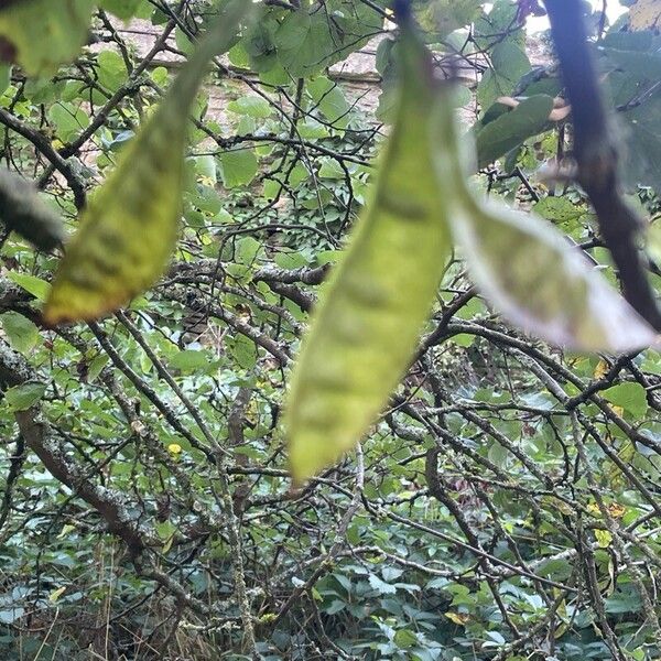 Cercis siliquastrum Frukt