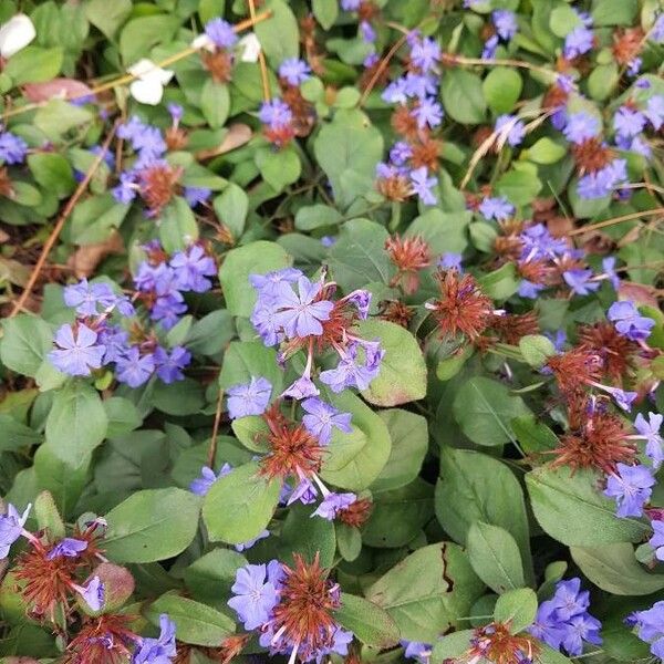 Ceratostigma plumbaginoides Bloem