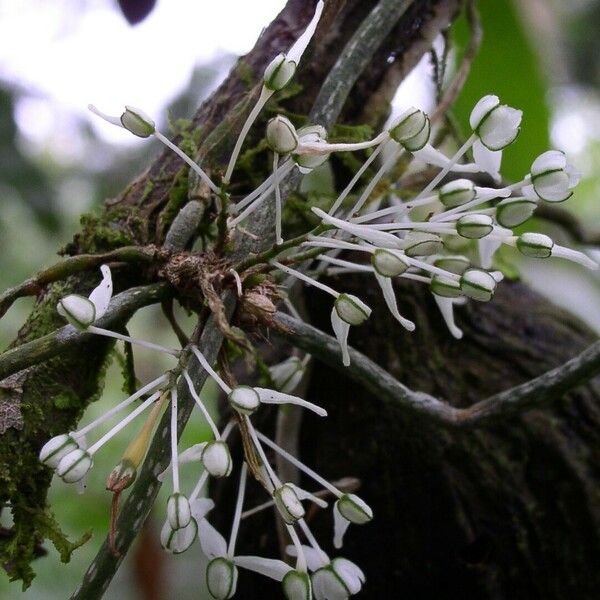 Microcoelia caespitosa Flower