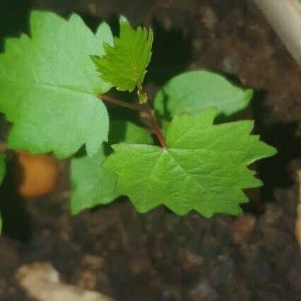 Vitis rotundifolia 叶