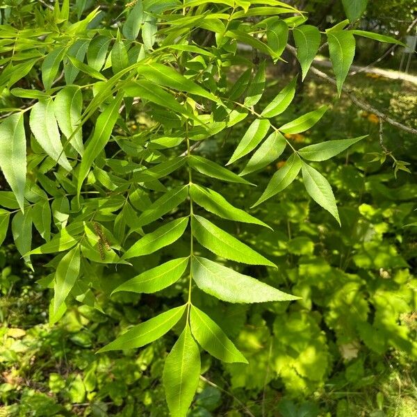 Carya illinoinensis Blatt