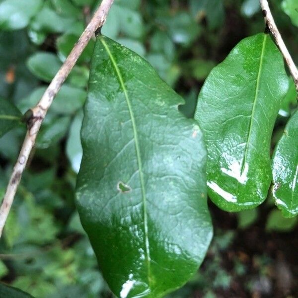 Erythroxylum havanense Leaf