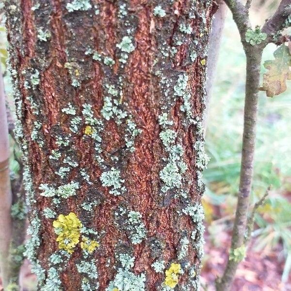 Quercus lobata Bark