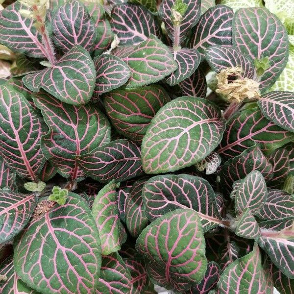 Fittonia albivenis Feuille