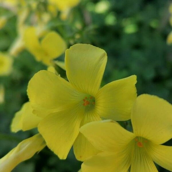 Oxalis pes-caprae Fiore