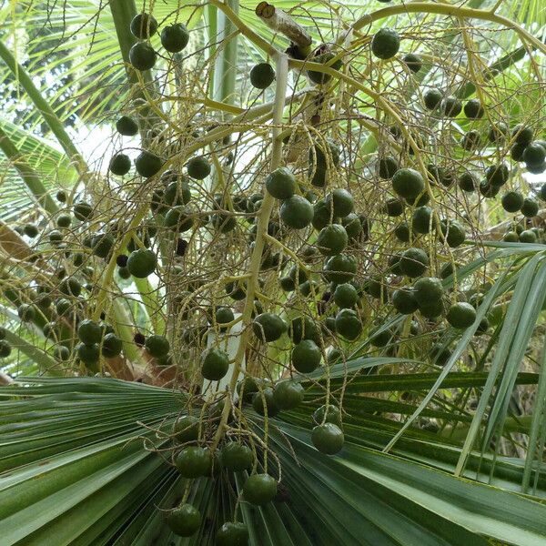 Brahea edulis Fruit